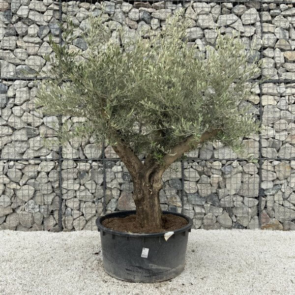 Gnarled Olive Tree XL Multi Stem Low Bowl H562 - FB98A3A3 1209 42AD A020 25F2DCE707E1 1 105 c