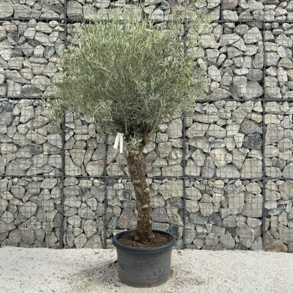Semi Gnarled Olive Tree H844 - FC4B5DFE B607 4C41 A048 FE60A25C62C1 1 105 c