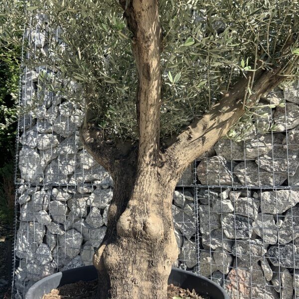 Gnarled Olive Tree Multi Stem H594 - FD134FA1 EA2E 45C5 914E C0F23532A5D5 1 105 c
