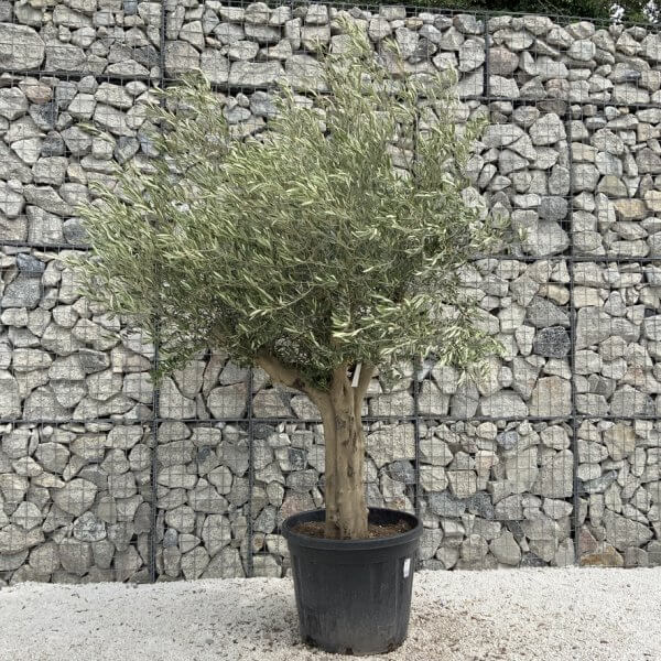 Tuscan Olive Tree XXL Fluted/Chunky Multi Stem J053 - 0111EBF6 27AD 4629 AEFD 0ACBFEC3211B 1 105 c