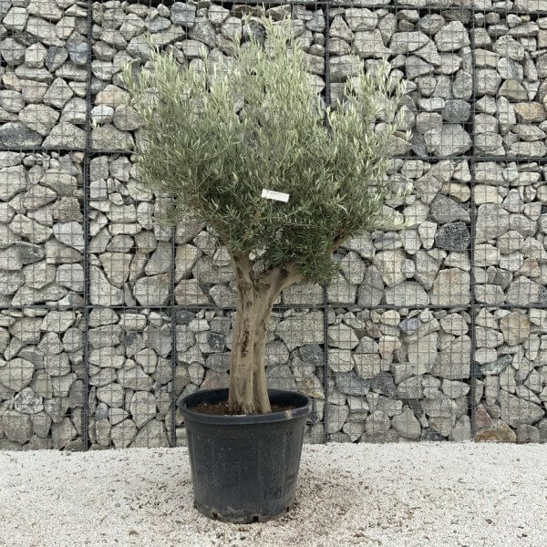 Tuscan Olive Tree XXL Fluted/Chunky Multi Stem J032 - 043759DF 8327 4EA6 BC9B 6E2D6F14CCB4 1 105 c