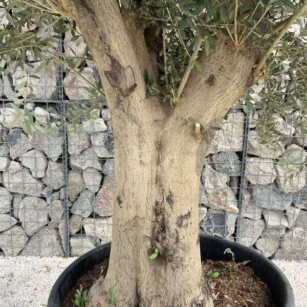 Tuscan Olive Tree XXL Fluted/Chunky Multi Stem J017 - 08DE0AE5 0F10 440C BAB4 44155DF626E5 scaled