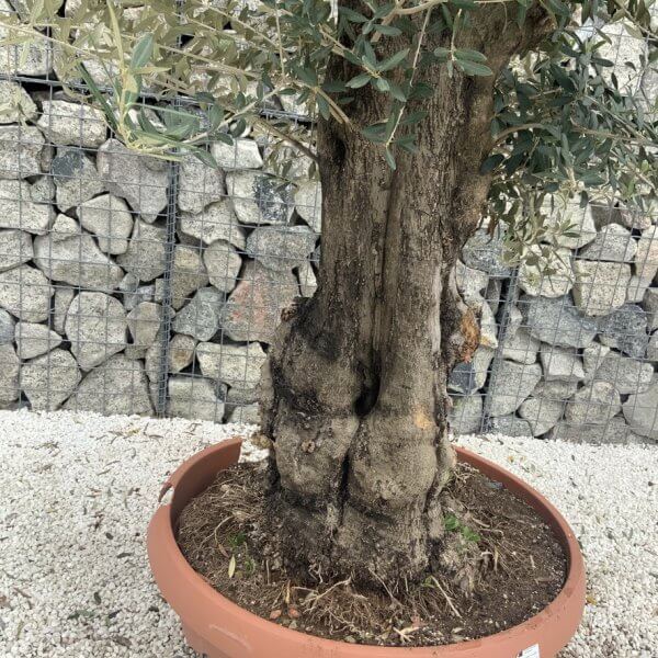 Olive Tree Gnarled XXL Natural Crown (In Patio Pot) H955 - 0ACB0154 FA6E 4236 AD95 56542A86EDF4 1 105 c