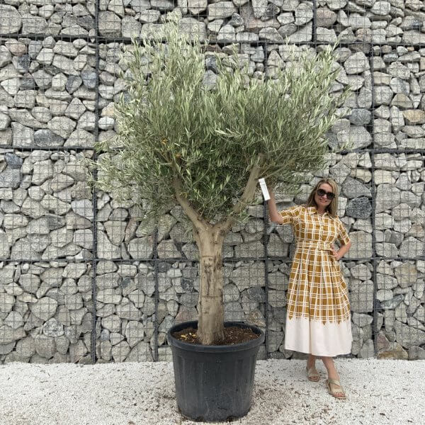 Tuscan Olive Tree XXL Fluted/Chunky Multi Stem J046 - 0D910355 45EB 44E5 B0A7 05264E1B8CED 1 105 c