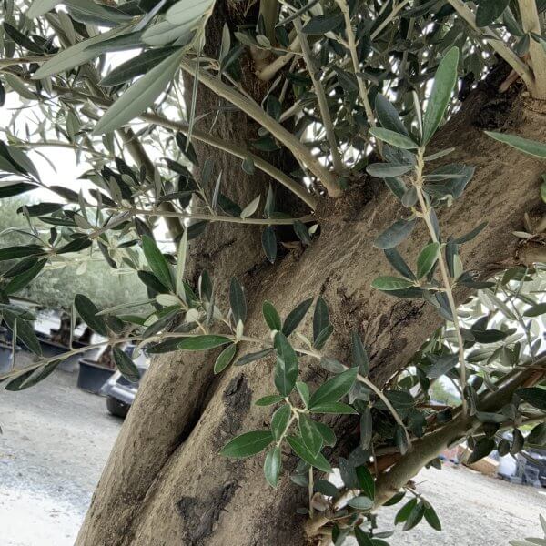 Tuscan Olive Tree XXL Fluted/Chunky Multi Stem J015 - 104DAC1A 09FA 4F81 A631 92CC3D34530E 1 105 c