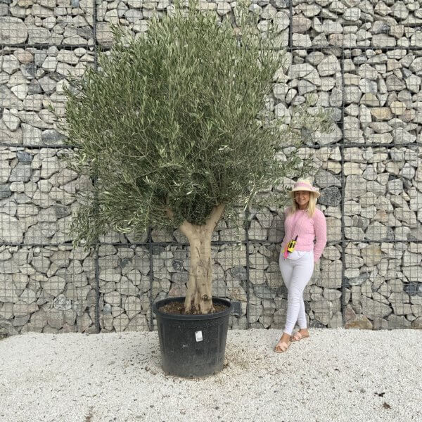 Tuscan Olive Tree XXL Fluted/Chunky Multi Stem J064 - 11DCF455 7044 499E 826A AF4B43CF24C8 1 105 c