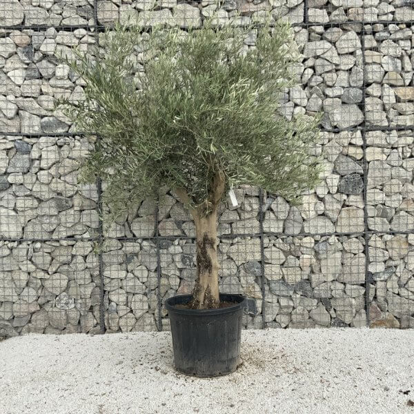 Tuscan Olive Tree XXL Fluted/Chunky Multi Stem J065 - 13366538 D761 4D40 83FA 74B007AE5AF7 1 105 c