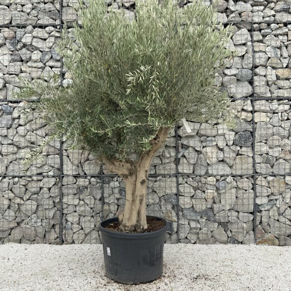 Tuscan Olive Tree XXL Fluted/Chunky Multistem J145 - 1442AF19 34BE 4283 AA27 68D565F2A748 1 105 c