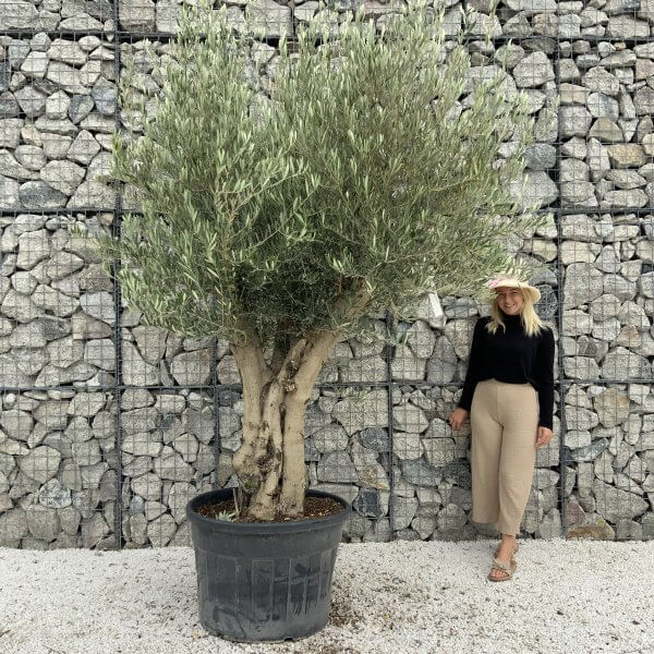 Tuscan Olive Tree XXL Fluted/Chunky Multistem J097 - 1D59C954 82DD 4325 9758 A20830655B55 scaled