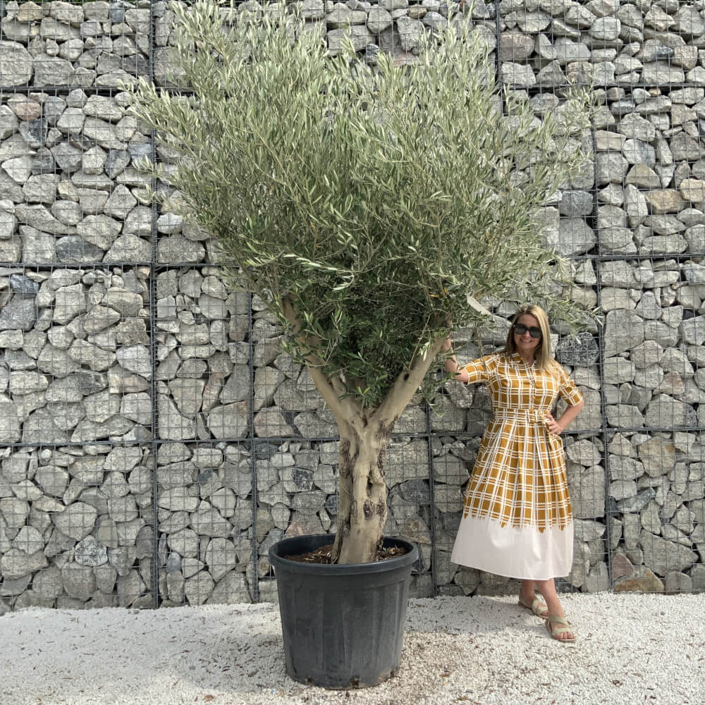 Tuscan Olive Tree XXL Fluted/Chunky Multi Stem J026 - Sutton Manor Nursery