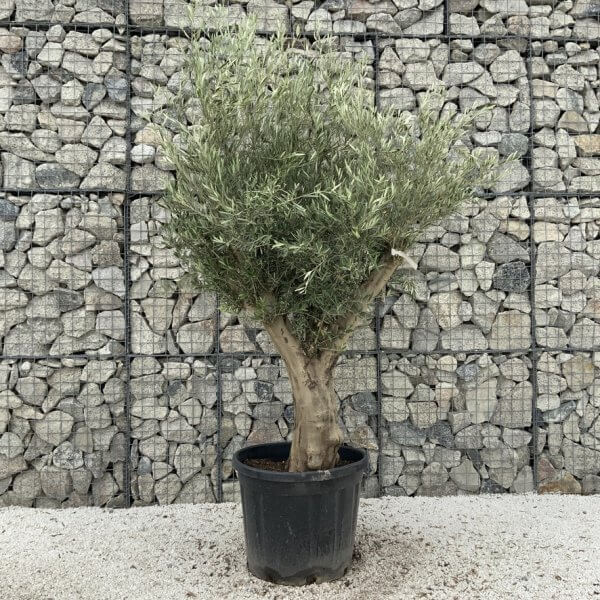 Tuscan Olive Tree XXL Fluted/Chunky Multi Stem J042 - 218487E4 71B3 4A24 ADFF 701CA3780D4F 1 105 c