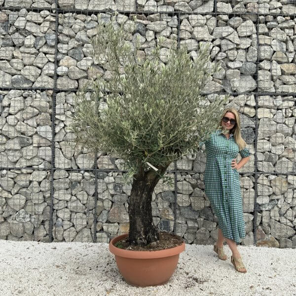 Olive Tree Gnarled XXL Natural Crown (In Patio Pot) H938 - 239C104D 43ED 4D55 916E 18311B47D2B8 1 105 c