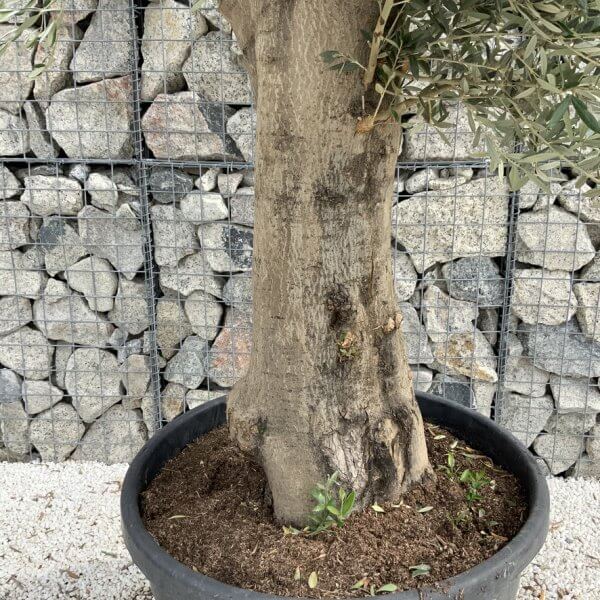 Tuscan Olive Tree XXL Fluted/Chunky Multi Stem J014 - 243EE7A6 D200 4EC9 A17D 318FC88B938B 1 105 c