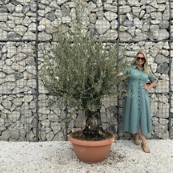 Olive Tree Gnarled XXL Natural Crown (In Patio Pot) H937 - 24FE8270 661F 4589 A6A6 1D08EE1CDB32 1 105 c