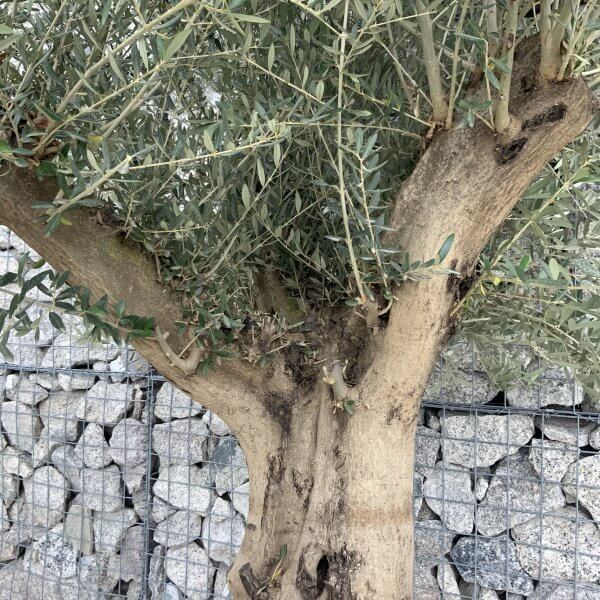 Tuscan Olive Tree XXL Fluted/Chunky Multistem J111 - 2EA04ABA 2B05 4C21 9297 CAC3F5569C7E scaled