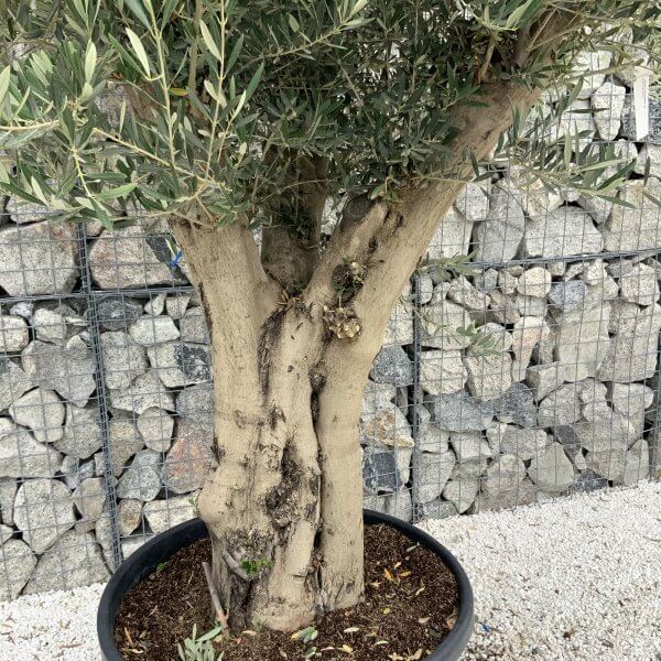 Tuscan Olive Tree XXL Fluted/Chunky Multistem J097 - 34155424 5492 4382 9EC6 FD7DDCC7FEE7 scaled