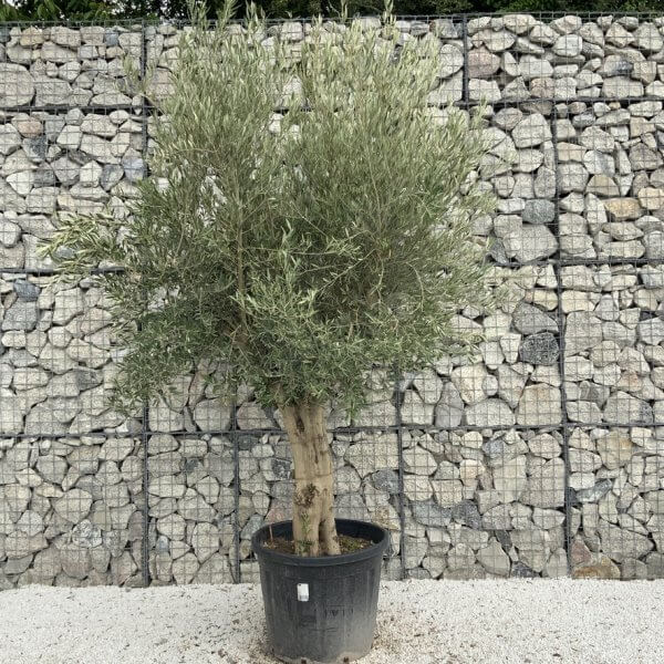 Tuscan Olive Tree XXL Fluted/Chunky Multi Stem J063 - 34D0698F 77F5 42D2 82BF 7478F29ABB67 1 105 c