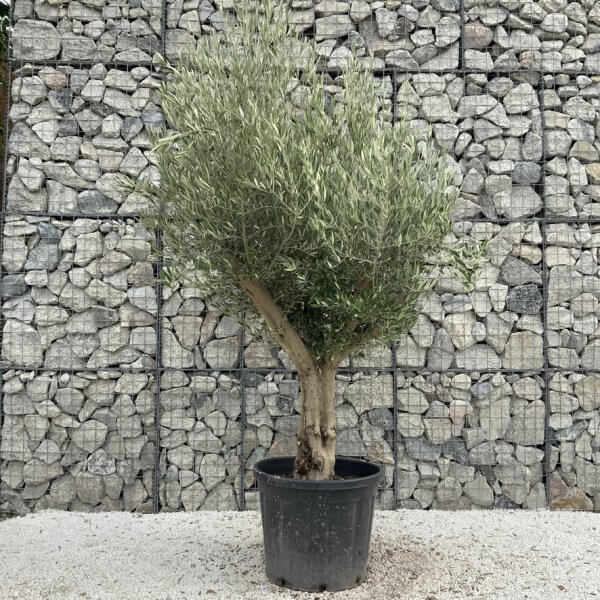 Tuscan Olive Tree XXL Fluted/Chunky Multi Stem J031 - 352511D3 617C 4F4F A367 69E974413EC7 1 105 c