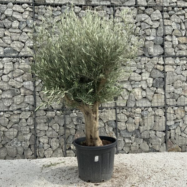 Tuscan Olive Tree XXL Fluted/Chunky Multi Stem J022 - 3638B13A F451 426C 8E7A 960667BD319F 1 105 c