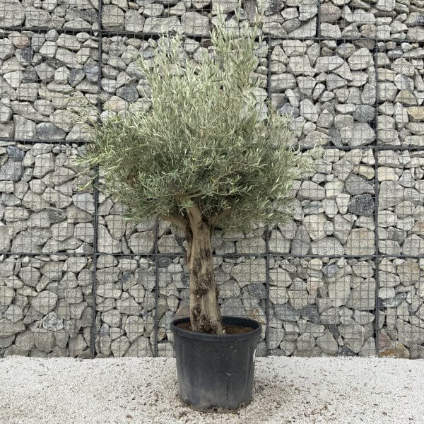 Tuscan Olive Tree XXL Fluted/Chunky Multi Stem J045 - 367CAC24 9645 496E 83C7 E28A79B51A0A 1 105 c