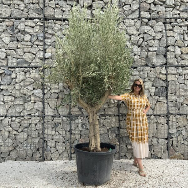 Tuscan Olive Tree XXL Fluted/Chunky Multi Stem J023 - 36CFCA06 68CC 4CD9 ACC1 0E99797257CA 1 105 c