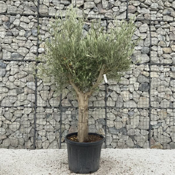 Tuscan Olive Tree XXL Fluted/Chunky Multi Stem J046 - 373A71E0 D980 4340 B874 2683E78F8F73 1 105 c