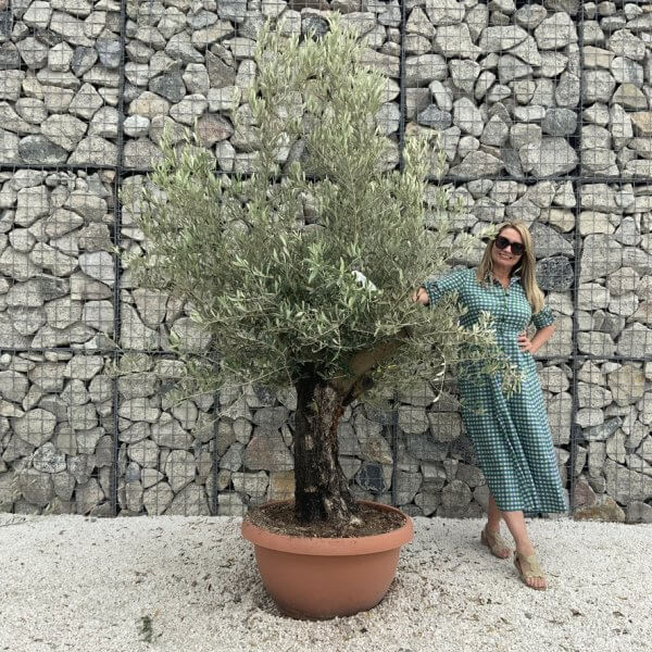 Olive Tree Gnarled XXL Natural Crown (In Patio Pot) H972 - 3ADCC3AE DF24 4479 A521 E80B98FAE06E 1 105 c