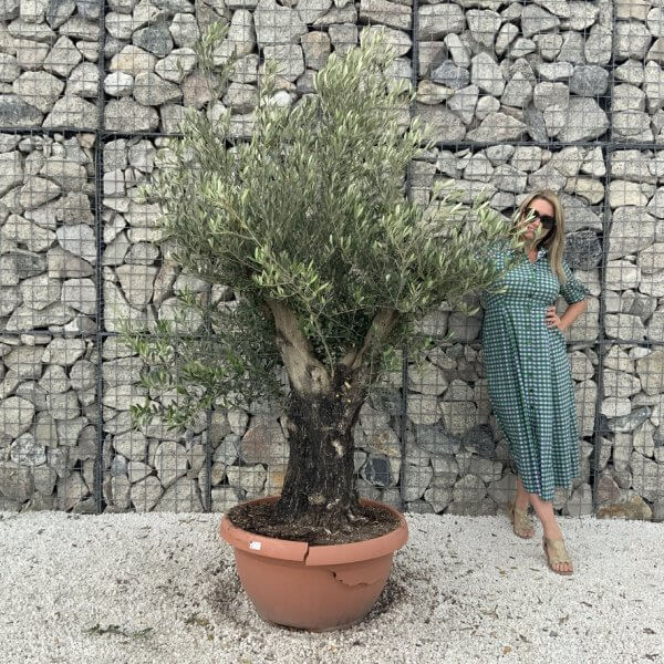 Olive Tree Gnarled XXL Natural Crown (In Patio Pot) H964 - 3D5B61C3 5049 4CEC 9D03 C4B14E3CECF4 1 105 c