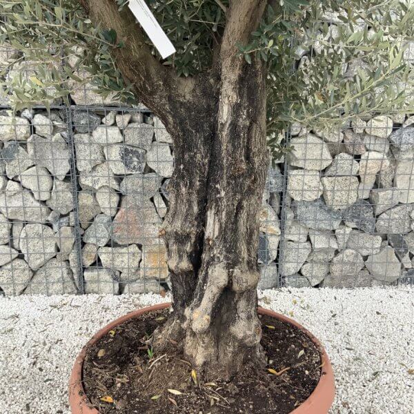 Olive Tree Gnarled XXL Natural Crown (In Patio Pot) H964 - 3D5BBFAD 2404 450F B202 7D1985A96EC5 1 105 c