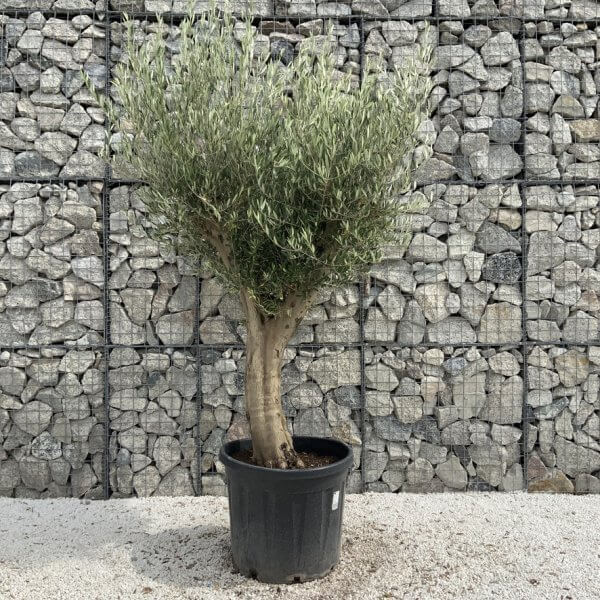 Tuscan Olive Tree XXL Fluted/Chunky Multi Stem J025 - 3DD7B1C7 3222 4196 B789 BA7E2D501B18 1 105 c