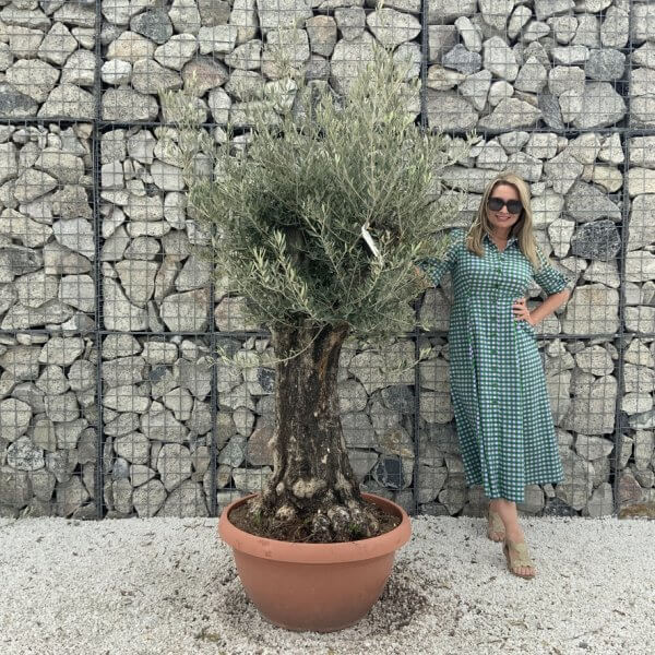 Olive Tree Gnarled XXL Natural Crown (In Patio Pot) H962 - 41796748 D711 42F1 BBD1 7776E4FFB007 1 105 c