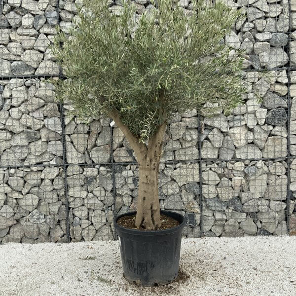 Tuscan Olive Tree XXL Fluted/Chunky Multi Stem J089 - 440D3368 3952 4A7A B436 66CA96B8A1CB 1 201 a scaled