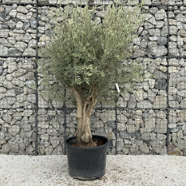 Tuscan Olive Tree XXL Fluted/Chunky Multistem J094 - 46A9EEA0 5559 40FA 9857 1425875991CF scaled