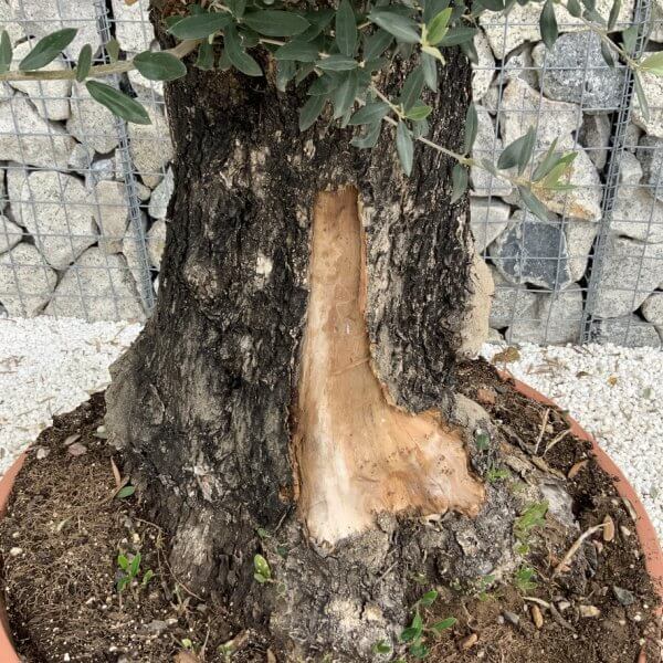 Olive Tree Gnarled XXL Natural Crown (In Patio Pot) H943 - 48FF0674 07B5 4897 81F4 B6CD52278D32 1 105 c