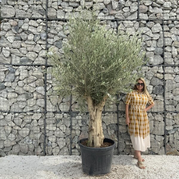 Tuscan Olive Tree XXL Fluted/Chunky Multi Stem J012 - 499F26C2 EC07 43E9 BAB6 DDA914A4C613 1 105 c