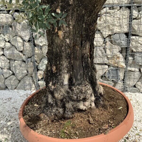 Olive Tree Gnarled XXL Natural Crown (In Patio Pot) H940 - 4B3CC1C4 2257 46C3 80E6 B6AE2A50AA3A 1 105 c