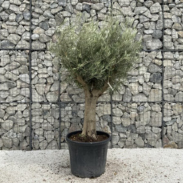 Tuscan Olive Tree XXL Fluted/Chunky Multi Stem J047 - 4FD415F4 E34C 4AD5 8F0F A8E478818E8A 1 105 c