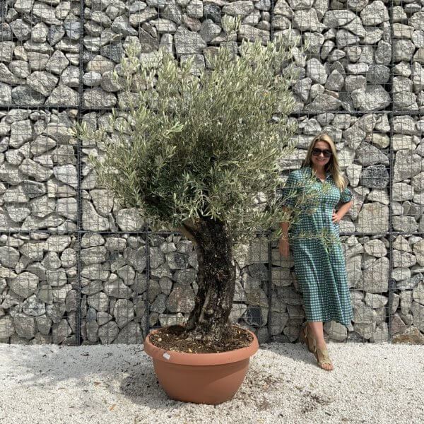 Olive Tree Gnarled XXL Natural Crown (In Patio Pot) H941 - 4FE26A38 79F7 41BD BFA9 48976C26E1CE 1 105 c