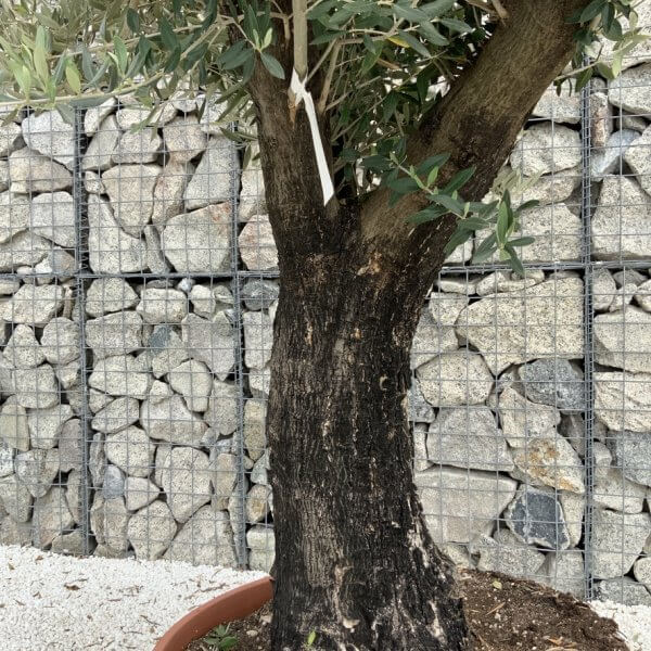 Olive Tree Gnarled XXL Natural Crown (In Patio Pot) H938 - 550B07EB 0568 4134 AC3F FDABA88BD563 1 105 c