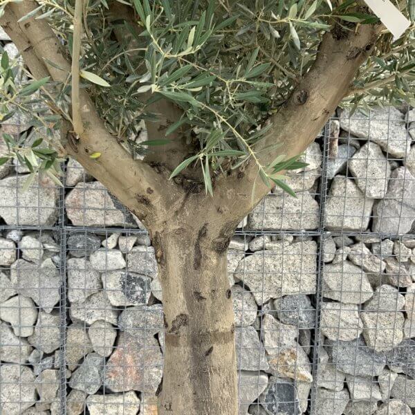 Tuscan Olive Tree XXL Fluted/Chunky Multi Stem J023 - 593A84E2 35E2 4B2F 9374 6ABAEC2E89BD 1 105 c