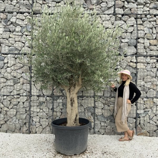 Tuscan Olive Tree XXL Fluted/Chunky Multistem J139 - 5C31A659 0EFD 47E1 A748 69D36ACF2744 1 105 c