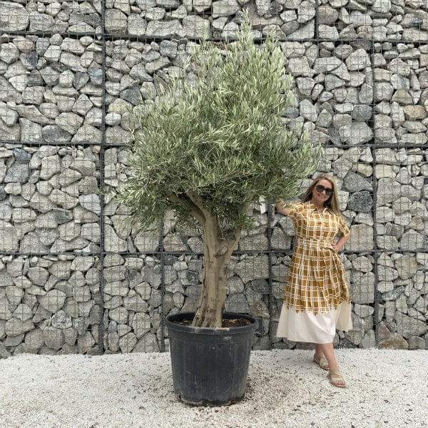 Tuscan Olive Tree XXL Fluted/Chunky Multi Stem J033 - 6003A2FA 750D 4890 B06B 7311A531FFAB 1 105 c