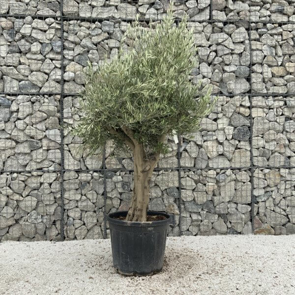 Tuscan Olive Tree XXL Fluted/Chunky Multi Stem J033 - 6021D6BF 9B1D 4AA8 89F0 F3C60E36FEE5 1 105 c