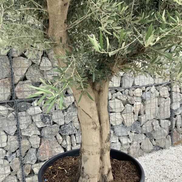 Tuscan Olive Tree XXL Fluted/Chunky Multistem J091 - 620AD006 03EE 45B7 A241 BB577FDA87DE scaled