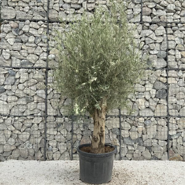 Tuscan Olive Tree XXL Fluted/Chunky Multi Stem J015 - 670606F5 8E68 442A 9490 6558857DFB37 1 105 c