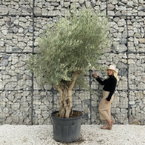 Tuscan Olive Tree XXL Fluted/Chunky Multistem J111 - 67BE7587 979E 4774 8D4A 52C45FB840E7 scaled