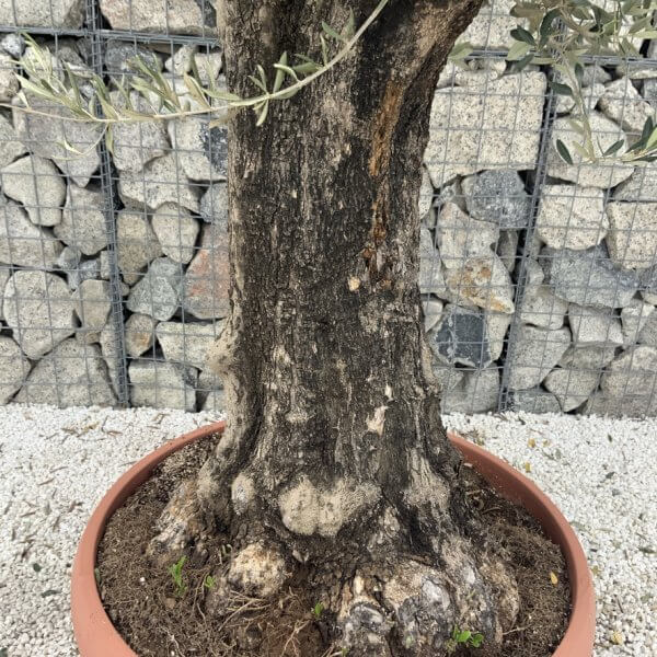 Olive Tree Gnarled XXL Natural Crown (In Patio Pot) H962 - 6CB2BC5C 2CF7 4A81 86A3 B497045D9972 1 105 c