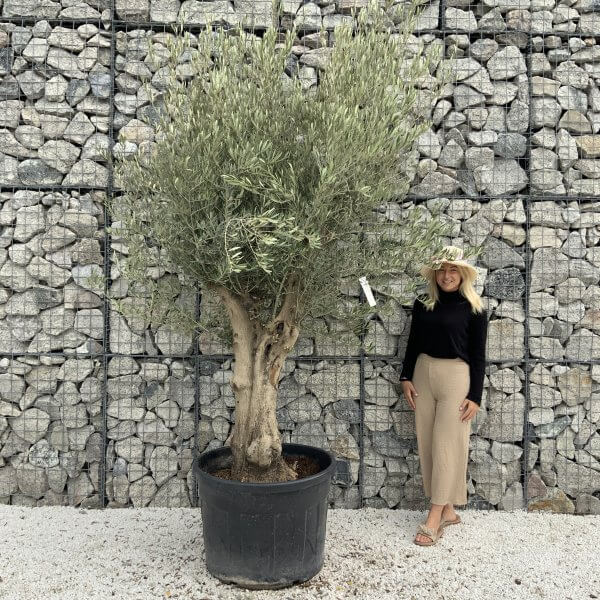 Tuscan Olive Tree XXL Fluted/Chunky Multistem J094 - 6CF3BC3A 9D2C 4D2A 9220 4957AE5A8C75 scaled