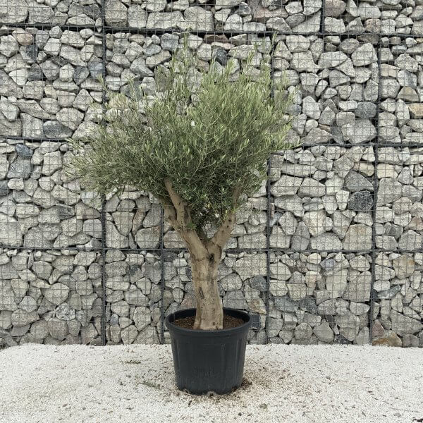 Tuscan Olive Tree XXL Fluted/Chunky Multi Stem J090 - 6DA95927 8EC2 4A8A 93F8 A61C59C1F8B7 1 201 a scaled