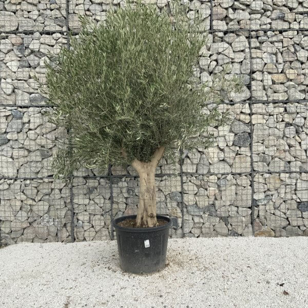 Tuscan Olive Tree XXL Fluted/Chunky Multi Stem J064 - 6F66CB1F C67F 4009 BC57 CF80D4AFA69A 1 105 c